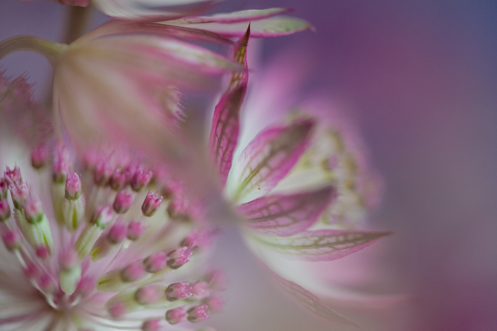 Photographie macro en double exposition de fleurs roses et blanches, formes florales superposées et floues, créant une impression de présence légère et diffuse.