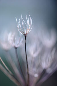 Photographie macro de fleurs sauvages fanées, tiges fines et graines translucides, arrière-plan flou aux tons bleu-vert.