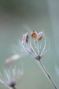 Détail de graines de fleurs sauvages en macro, textures fines et lumière diffuse dans un décor végétal flouté.