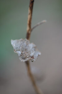 Photographie macro d’une capsule végétale sèche aux nervures translucides, sur fond doux et flou, exploration des textures naturelles.
