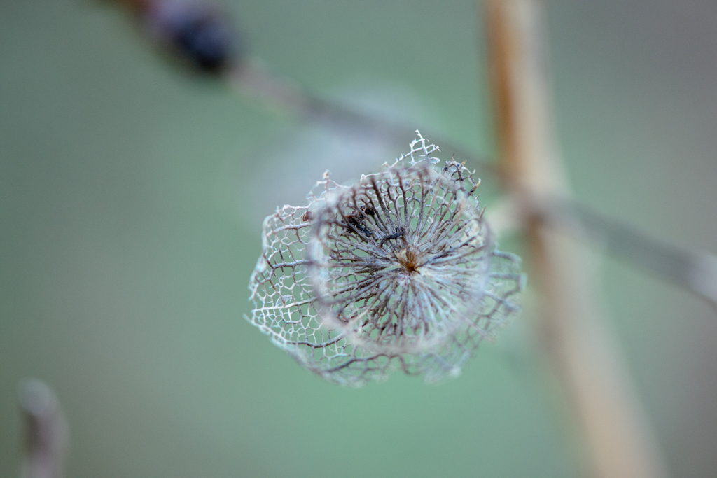 Photographie macro d’une structure végétale ajourée, jeu de lignes fines et de transparences dans une ambiance douce et silencieuse.