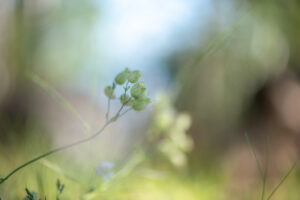 Herbes et fleurs entremêlées photographiées dans une prairie