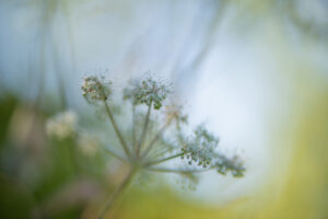 Herbes et fleurs entremêlées entre flou et net