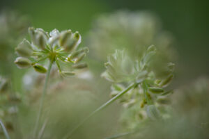 Fleurs sauvages dans un fouillis de végétation naturel