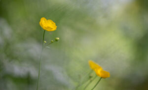 Détail de boutons d'or en milieu naturel