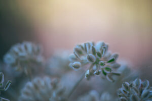 Détail de végétation sauvage dans la nature avec un fond flou