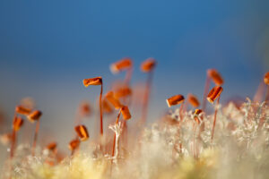 Sporophytes de mousse poussant sur un tapis de lichen en Finlande