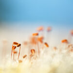 Micro-paysage de mousse et de lichen photographié en Finlande