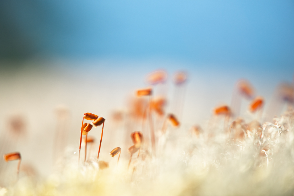 Micro-paysage de mousse et de lichen photographié en Finlande