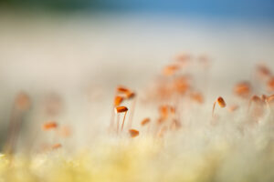 Photographie macro de mousse et de lichen aux formes graphiques