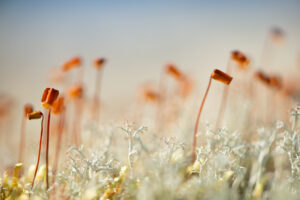 Gros plan de lichen et de mousse éclairés par une lumière naturelle douce