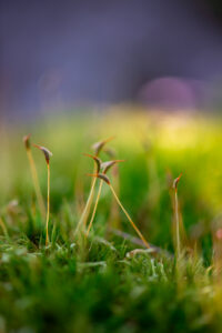 Sporanges de mousse émergeant d’un tapis végétal en macro photographie