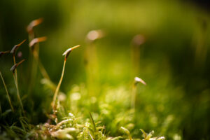 Détails de mousse en macro avec arrière-plan flou et lumière naturelle