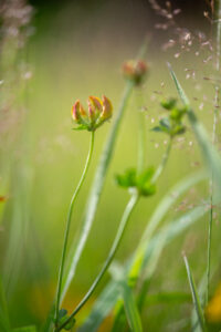 Plantes et fleurs sauvages dans une végétation dense