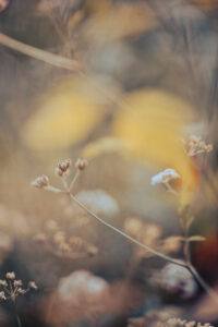 Fleurs sauvages dans un fouillis de végétation