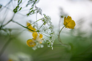 Détail de végétation sauvage en milieu naturel