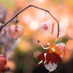 Physalis en macro sur fond flou orangé, avec une petite fille illustrée assise au premier plan.