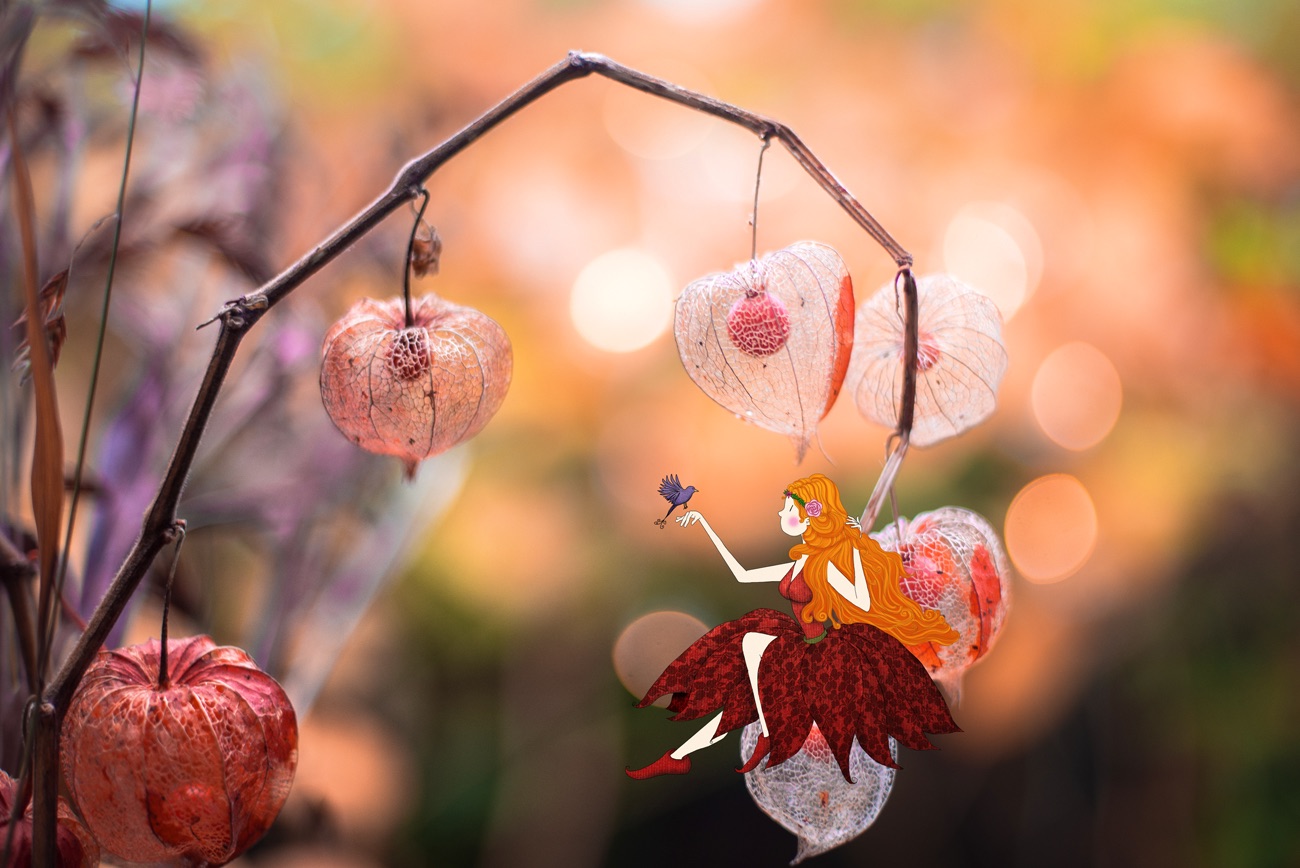 Physalis en macro sur fond flou orangé, avec une petite fille illustrée assise au premier plan.