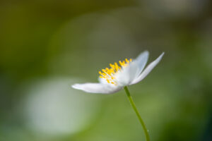 Photographie macro de fleurs blanches de sous-bois, détails floraux, pétales translucides, étamines jaunes et arrière-plan flou naturel.