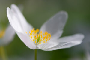 Photographie macro d'une anémone des bois blanche, détails floraux, pétales translucides, étamines jaunes et arrière-plan flou naturel.