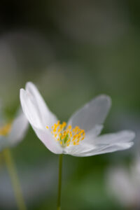 Photographie macro de fleur blanche en sous-bois, lumière naturelle.
