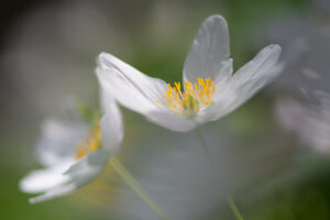 Photographie macro de fleur blanche en sous-bois, arrière-plan flou.