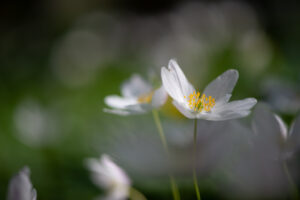 Photographie macro de fleur blanche en sous-bois, arrière-plan flou.