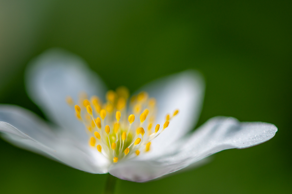 Photographie en macro d’anémones des bois, fleurs blanches au cœur jaune, révélant des détails délicats et une atmosphère douce et éphémère.
