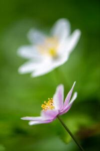 Photographie macro de fleurs blanches de sous-bois, détails floraux, pétales translucides, étamines jaunes et arrière-plan flou naturel.