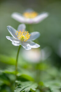 Photographie macro de fleurs blanches de sous-bois, détails floraux, pétales translucides, étamines jaunes et arrière-plan flou naturel.