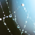 Gouttes d’eau après la pluie accrochées à une toile d’araignée.