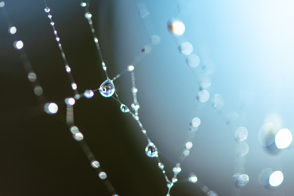Gouttes d’eau après la pluie accrochées à une toile d’araignée.