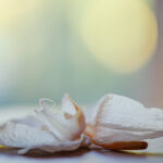 Orchidée fanée aux tons doux, pétales translucides rappelant une aquarelle