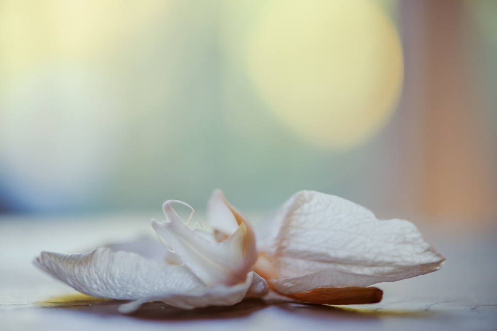 Orchidée fanée aux tons doux, pétales translucides rappelant une aquarelle